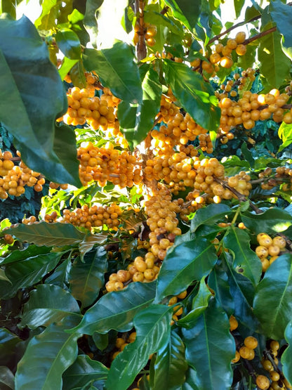 Café Exótico Catucaí Amarelo — Frutado com Acidez Cítrica Refrescante
